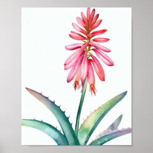Poster Aloe em flor