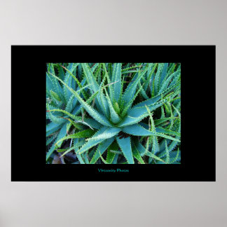 Poster Aloe Vera