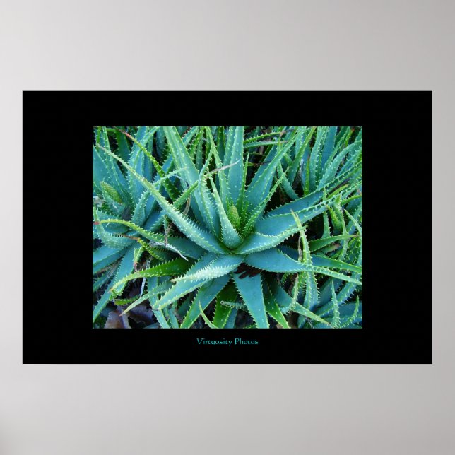Poster Aloe Vera (Frente)