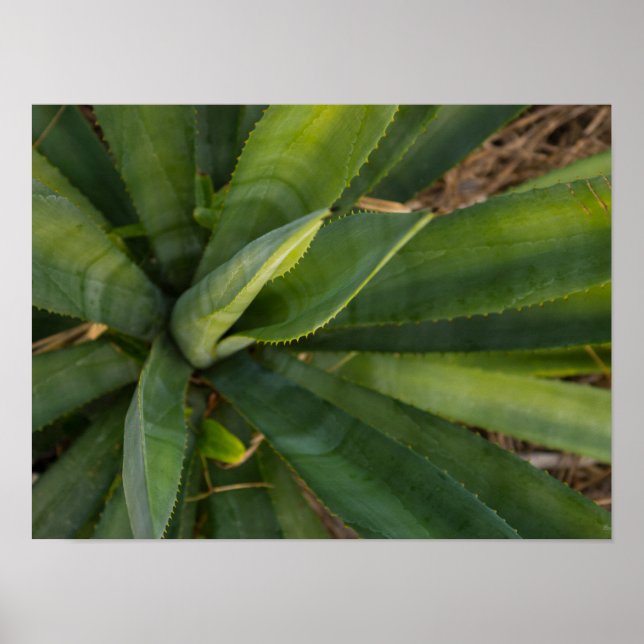 Poster Aloe Vera (Frente)