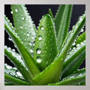 Poster Aloe Vera