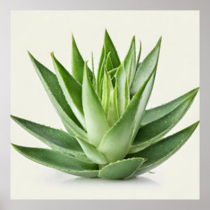 Poster Aloe Vera