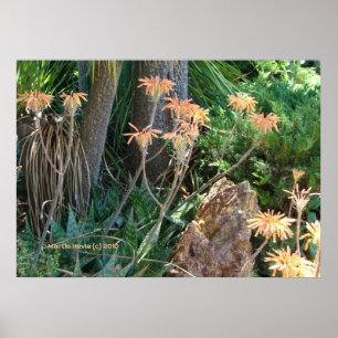 Poster Aloe Vera Garden
