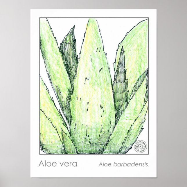 Poster Aloe Vera Materia Medica Herbalist Botânico (Frente)