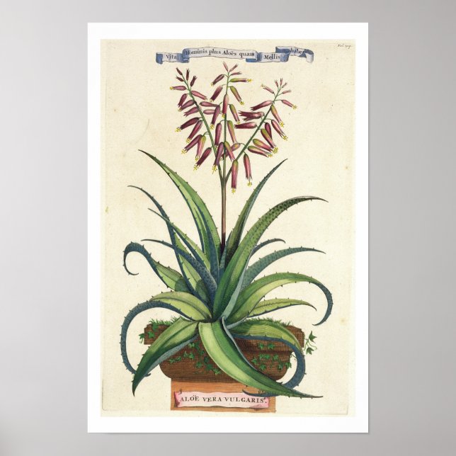 Póster Aloe Vera Vulgaris, de 'Phytografia Curiosa', p (Frente)