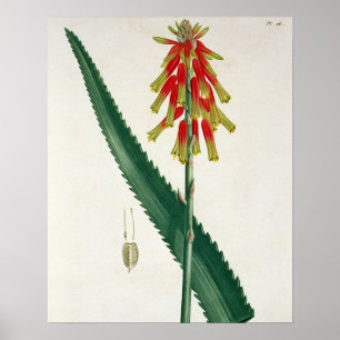 Póster Aloés de "Phytographie Medicale" por Joseph Roque