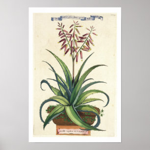 Póster Aloés Vera vulgar, de "Phytographia Curiosa", p