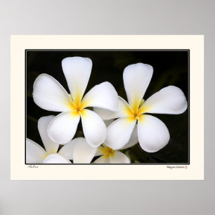 Póster Aloha - flores do Frangipani - Havaí