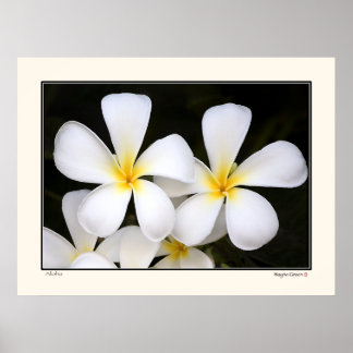Póster Aloha - Frangipani Blossoms - Havaí