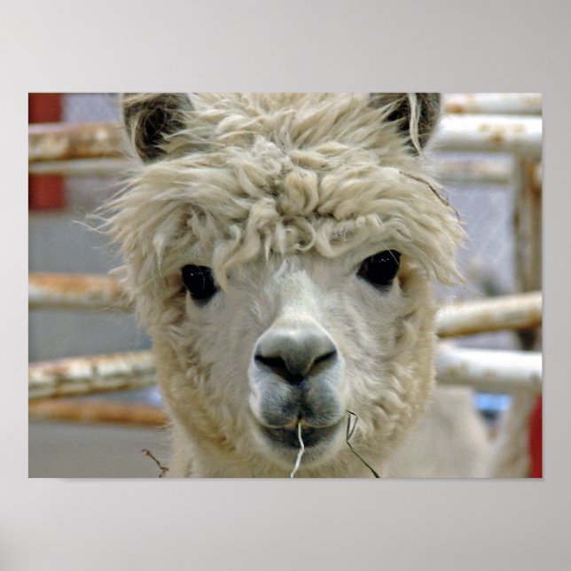 Póster Alpaca (Frente)