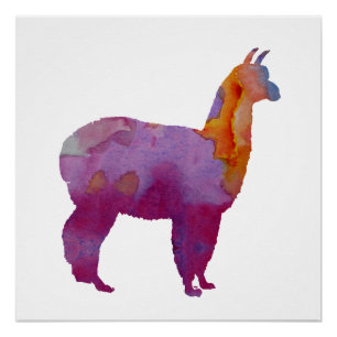Póster Alpaca