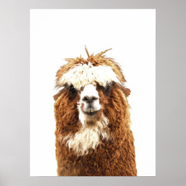 Poster Alpaca Animal Portrait