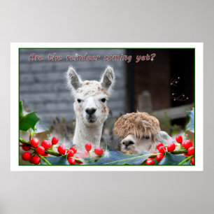 Póster Alpaca Christmas