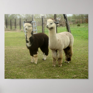 Póster Alpaca Duo