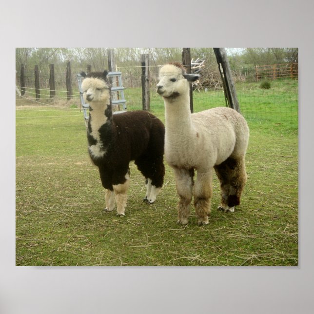Póster Alpaca Duo (Frente)
