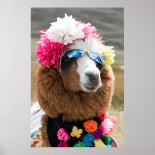 Póster Alpaca, Pachacoto, Cordillera Blanca, Ancash