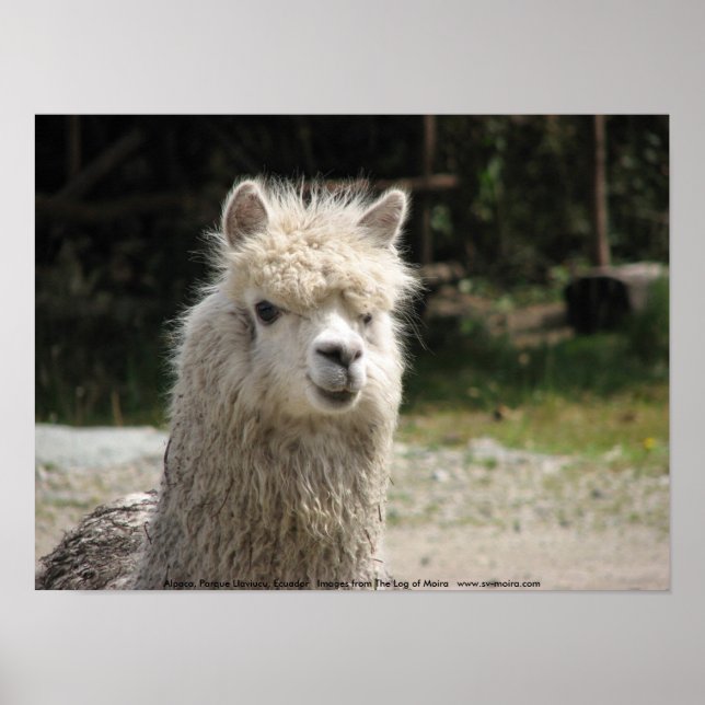 Poster Alpaca, Parque Llaviucu, Equador (Frente)