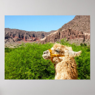 Poster Alpaca perto de Salta, Argentina