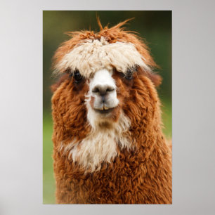 Póster Alpaca Smile