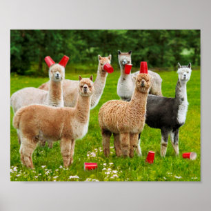 Poster Alpacas com Copas Vermelhas