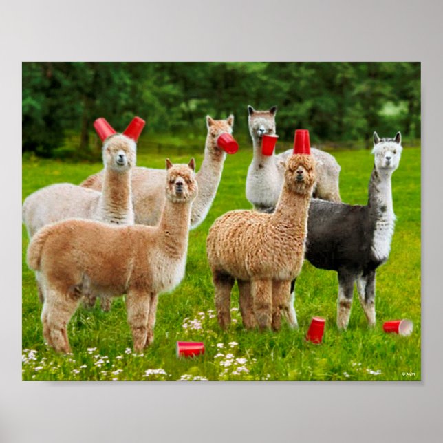 Poster Alpacas com Copas Vermelhas (Frente)