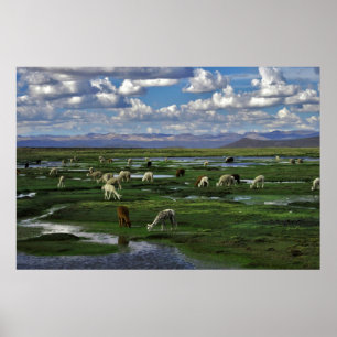 Poster Alpacas nos Andes
