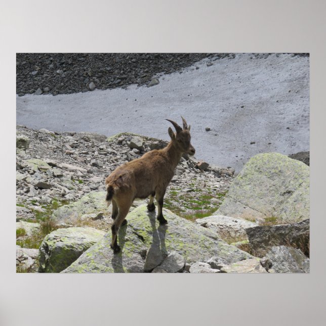 Poster Alpes Franceses Ibex Chamonix (Frente)