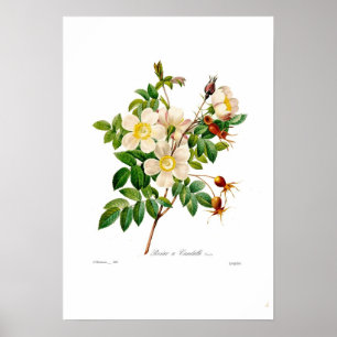 Poster Alpina de Rosa