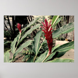 Poster Alpínia purpurata
