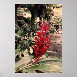 Poster Alpínia purpurata 5