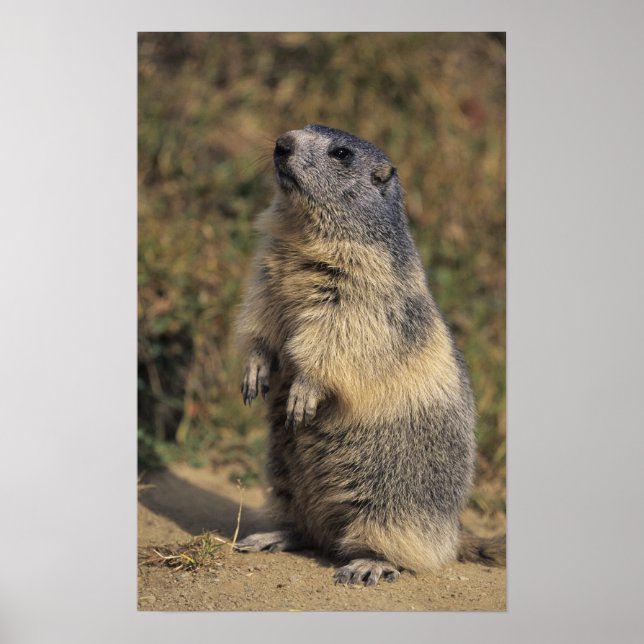 Póster Alpino Marmot, Marmota marmota, pé adulto (Frente)
