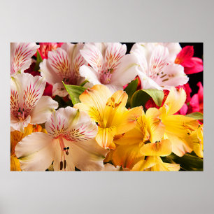 Poster Alstroemeria Flowers Poster/Impressão