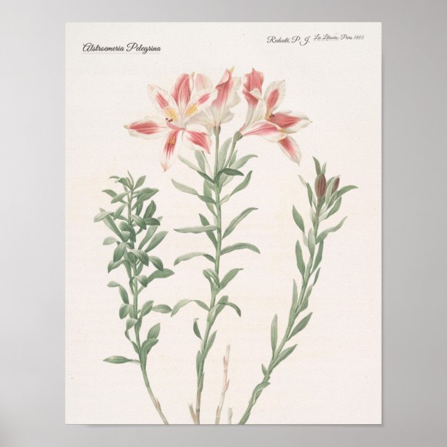Poster Alstroemeria Pelegrina (Frente)