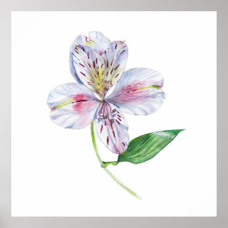 Poster Alstroemeria Peruvian Lily Botanical Watercolor