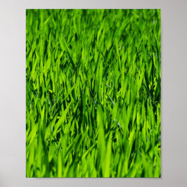 Poster Altas lâminas de grama