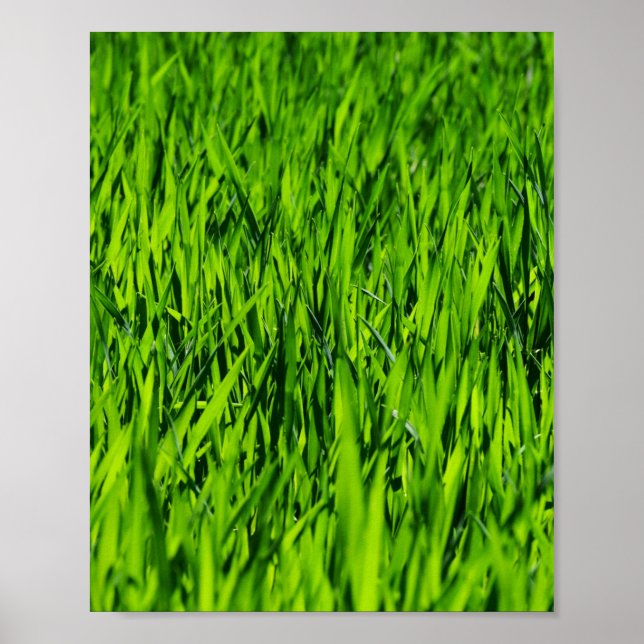 Poster Altas lâminas de grama (Frente)