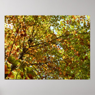 Poster Alterando a cor do outono do bordo verde e dourado
