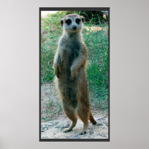 Poster alto de Meerkat