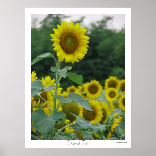 Poster Altura do suporte