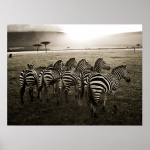 Póster Alvorecer da zebra