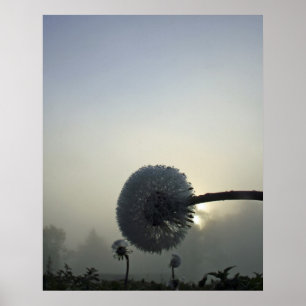 Póster Alvorecer do dente-de-leão