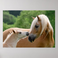 Ama de haflinger e abraço de fofinha