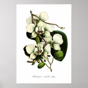 Póster Amabilis do Phalaenopsis