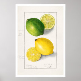 POSTER AMANDA ALMIRA NEWTON BOTÂNICA "LEMONS"
