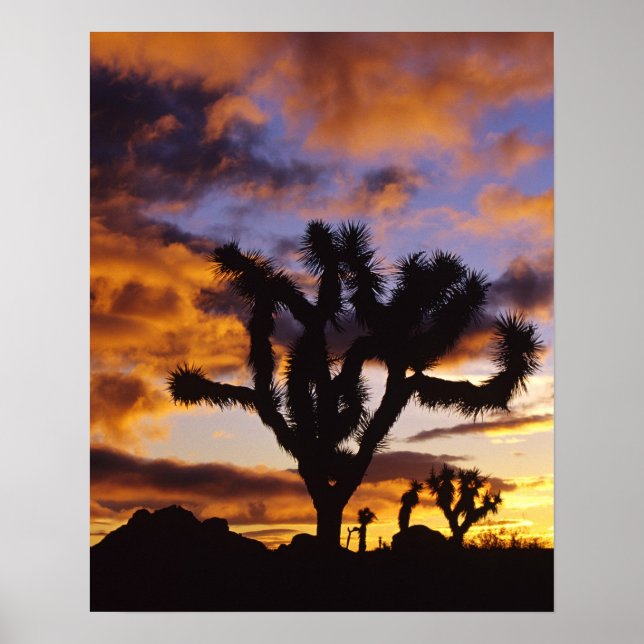 Póster Amanhecer Espectacular no Parque Nacional da Árvor (Frente)