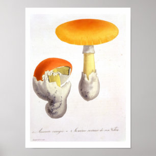 Poster Amanita Caesaria from 'Phytographie Medicale' by J