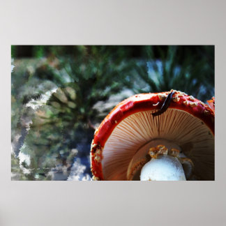 Póster Amanita Muscaria com lesma