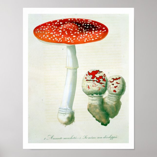 Póster Amanita Muscaria de 'Phytographie Medicale' por J (Frente)