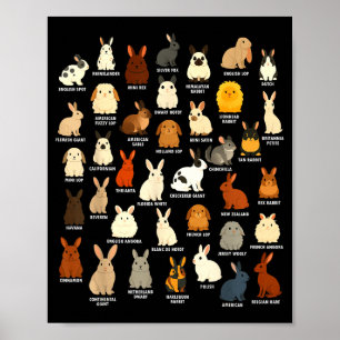 Poster Amante de Coelho Bonito Coelho Cria Coelho