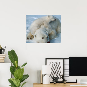 Poster Amantes da Vida Selvagem de Urso Polar e Cubo